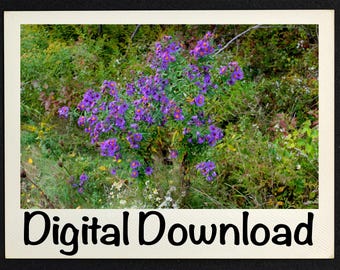 Fotografía de arbusto de margaritas moradas, lámina de naturaleza forestal, fotografía botánica, decoración de pared, arte floral morado.