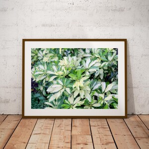 Beautiful Umbrella Tree Photo: A Unique Plant Lover Gift