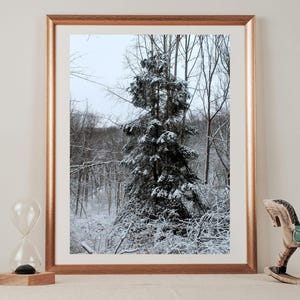 Winter Wonderland Gift: A Special Forest Photo