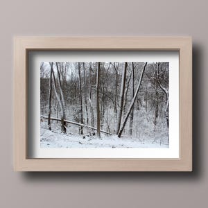 Beautiful Winter Trees: A Snowy Photo for Your Walls
