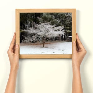 Snowy Tree Gift: A Special Winter Time Photo