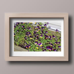 Schöne Gartenfreude: Ein herrliches Stiefmütterchen Foto
