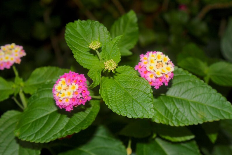 White Purple Lantana Flowers Picture Print, Floral Wall Art, Botanical
