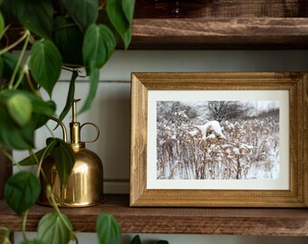 Magic Goldenrod Dreams: A Stunning Snowy Plant Photograph