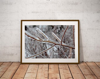 Frozen Birch Branch: A Unique Winter Time Photo