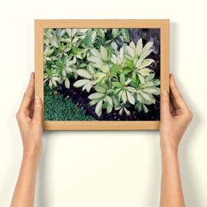 A Vibrant Umbrella Plant Photo: Beautiful Botanical Gift