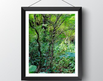 Tree with Branches Wrapped Photo, Botanical Photography, Nature Art, Wall Print, Home Decor, Art for Nature Lovers