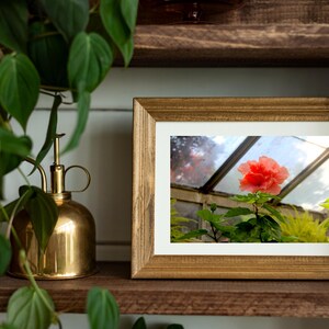 Astonishing Hawaiian Hibiscus Bliss: A Stunning Botanical Photo