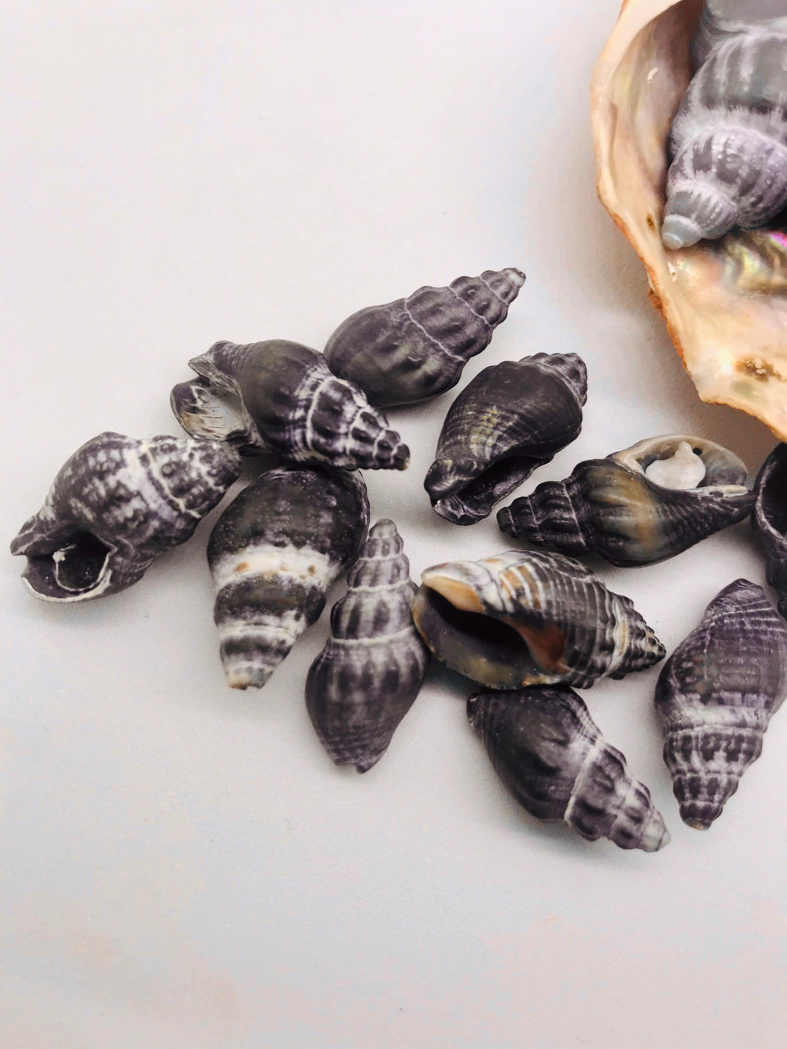 Very Rare Genuine Australian Black Sea Shells Mixed x 8 Etsy