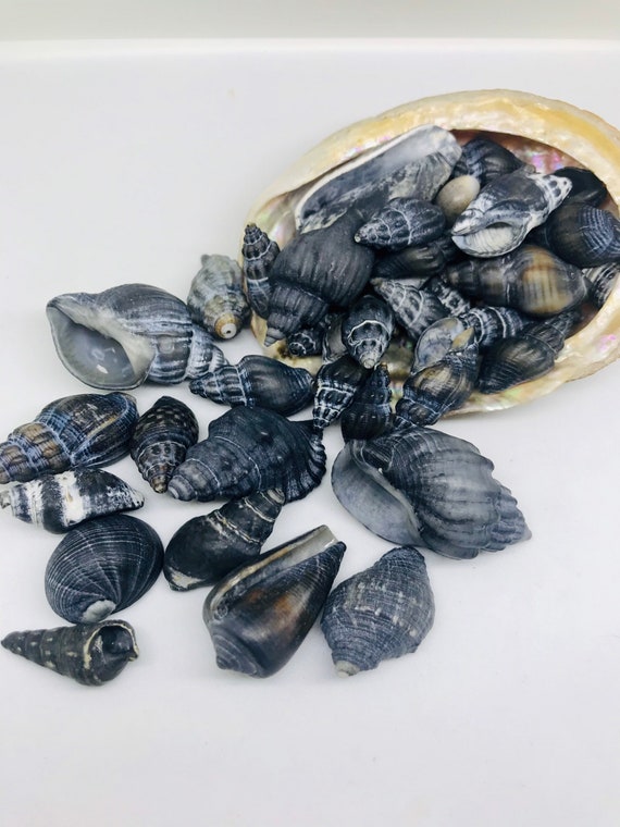 Very Rare Genuine Australian Black Sea Shells Mixed x 8 Etsy