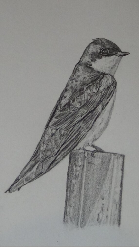 Albero Rondine Originale Grafite Matita Disegno 5 5 X 8 5 Etsy