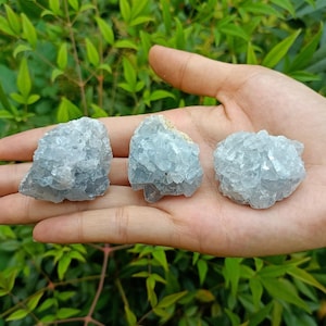 Op de afbeelding: Drie blauwe cölestien-kristalclusters, elk met een unieke vorm en grootte, worden op een hand getoond. De kristallen hebben een lichtblauwe kleur en een ruw, getextureerd oppervlak.