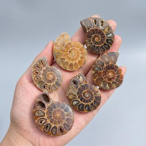 Puede incluir: Una colección de fósiles de amonitas pulidos en tonos marrones y beige. Los patrones en espiral de las antiguas criaturas marinas son claramente visibles, mostrando sus intrincados detalles. Estos fósiles son un testimonio de la vida prehistórica.