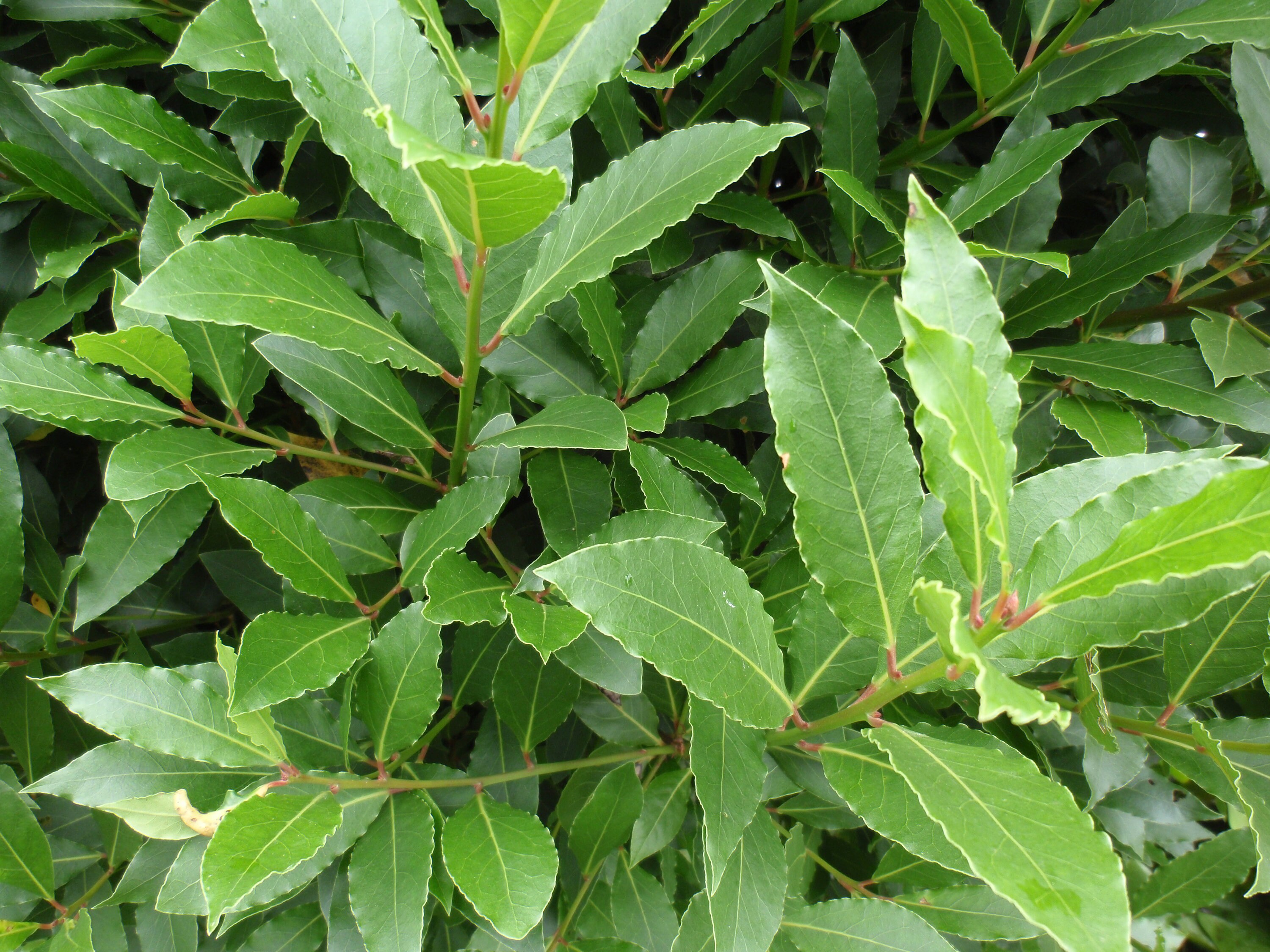 10 Stems Fresh Bay Leaves Picked To Order Bay Leaf Boughs Etsy