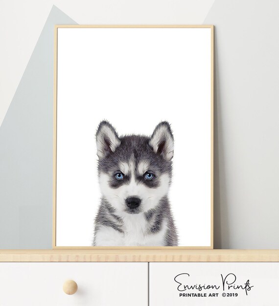 original siberian husky