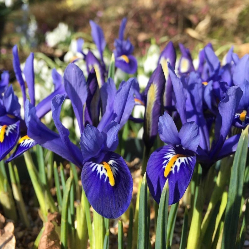 Dwarf Iris Bulbs 25 Reticulata Spring Flowering Garden Etsy UK
