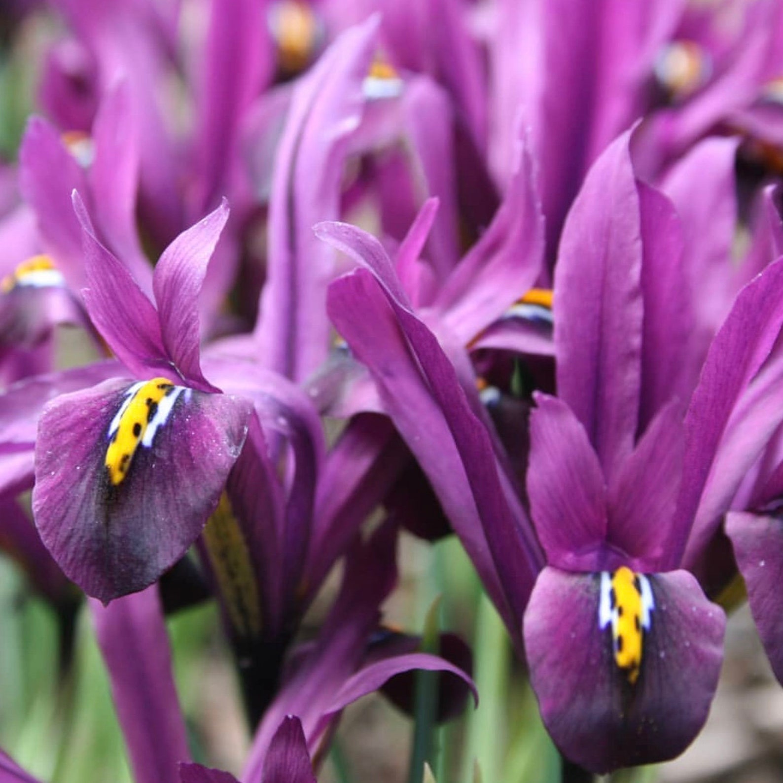 100 Dwarf Iris Bulbs Reticulata Pauline Spring Flowering Etsy UK