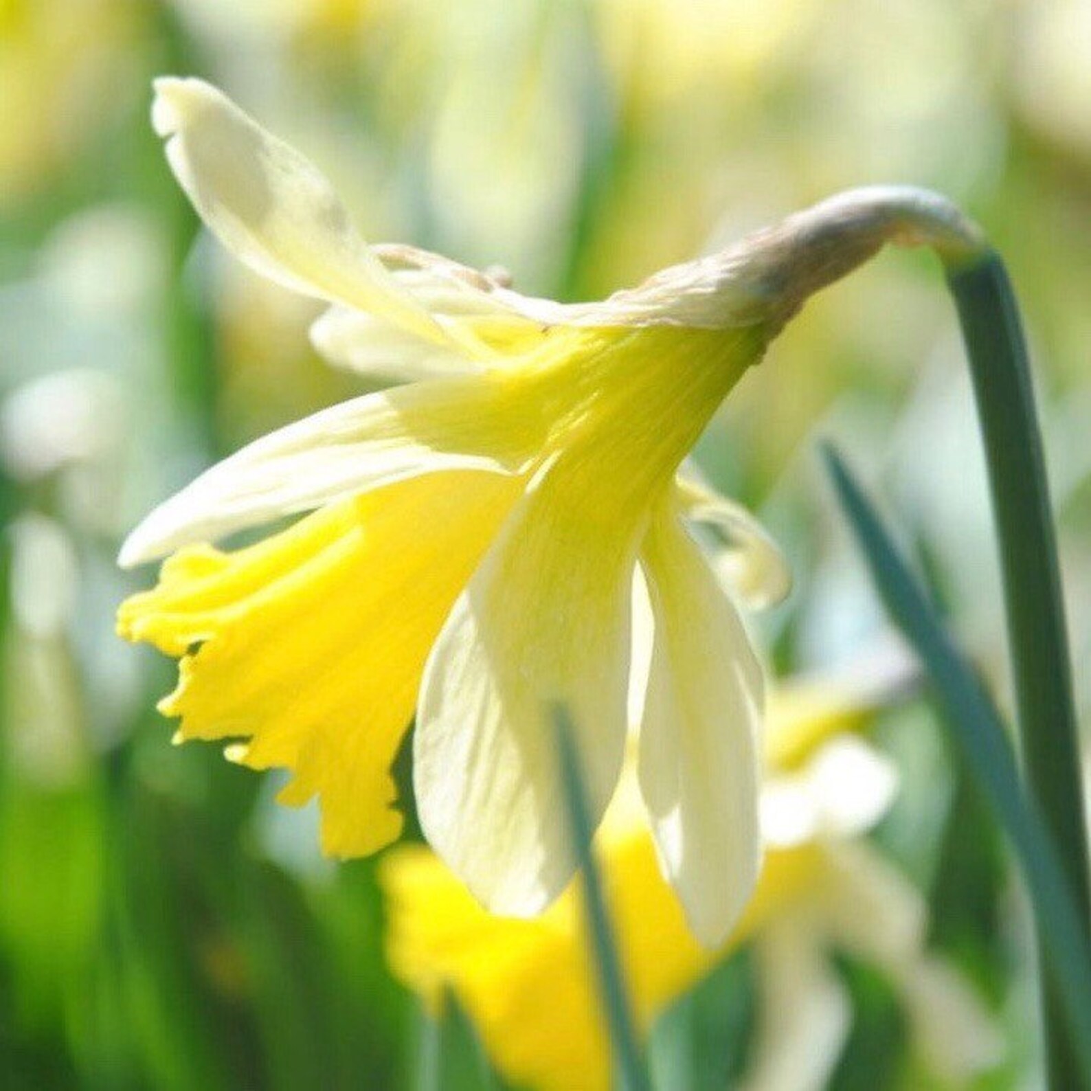 Wild Daffodils 25 Lobularis Narcissus Daffodil Etsy UK