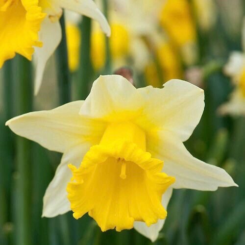Wild Daffodils 25 Lobularis Narcissus Daffodil Etsy UK