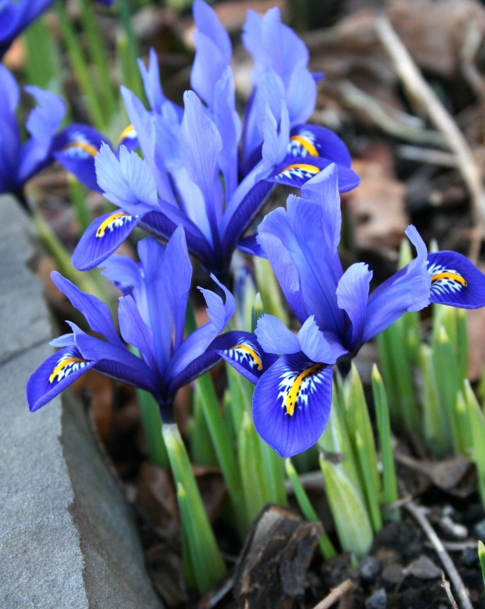 Dwarf Iris Bulbs Reticulata 100 Spring Flowering Garden Etsy UK