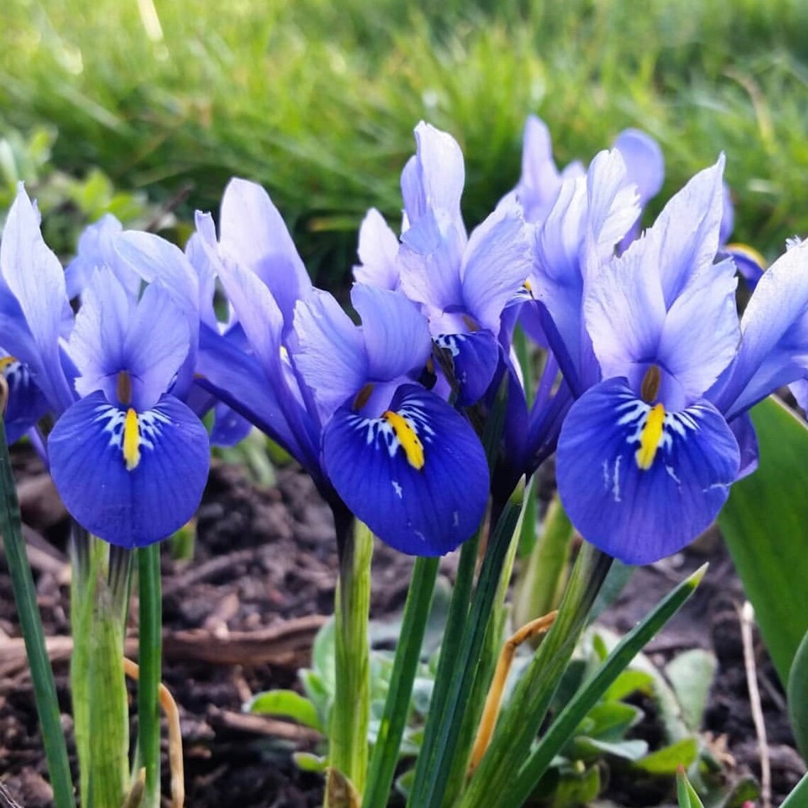Dwarf Iris Bulbs Reticulata 100 Spring Flowering Garden Etsy UK