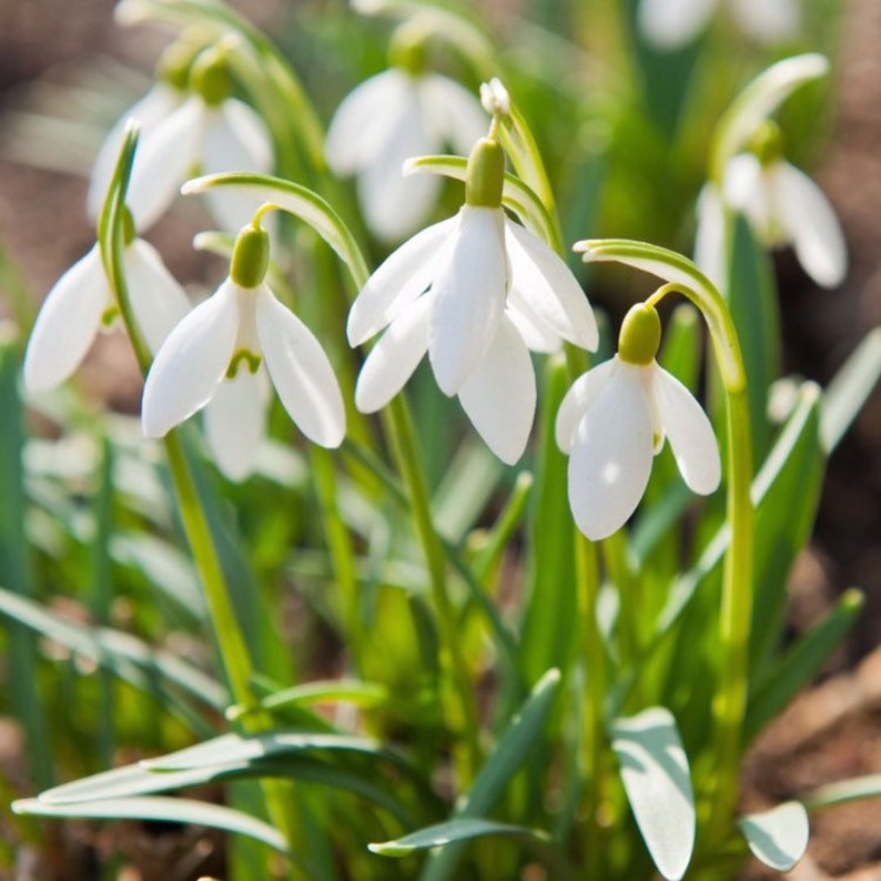 SINGLE SNOWDROP BULBSGalanthus NivalisFreshly lifted bulbs