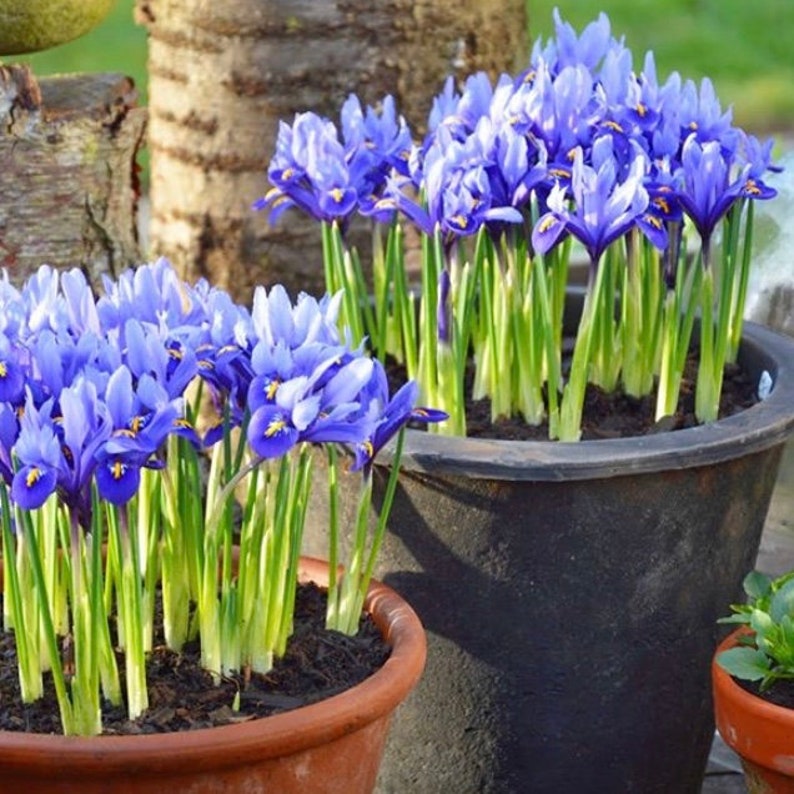Dwarf Iris Bulbs 25 Reticulata Spring Flowering Garden Etsy UK