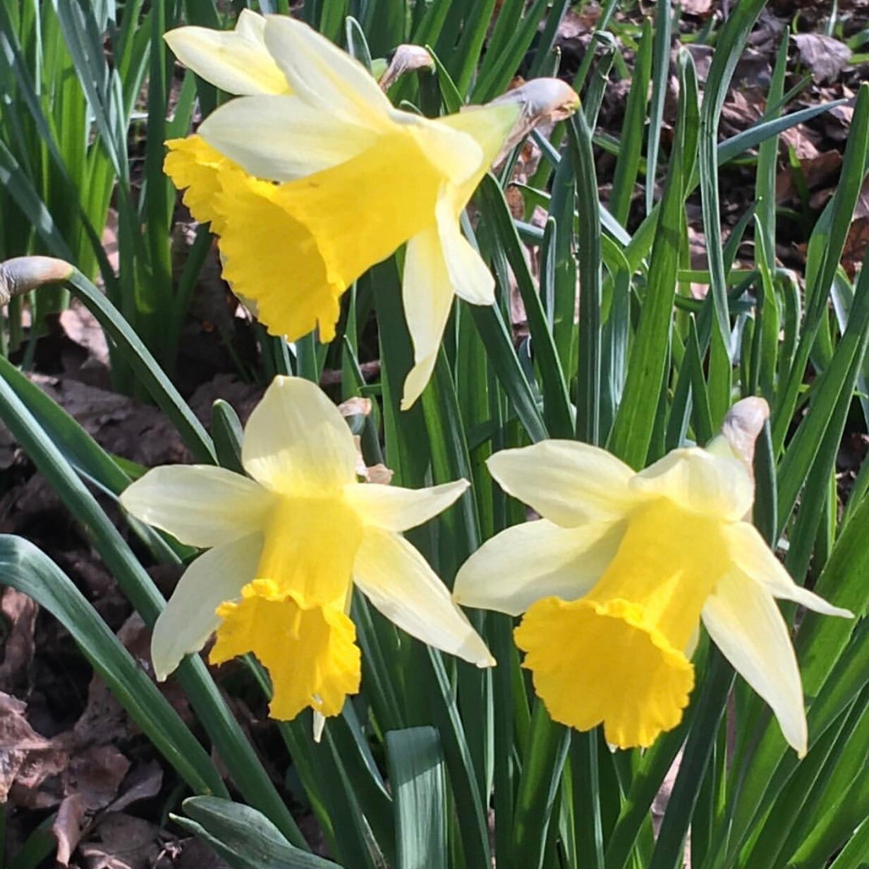 Wild Daffodils 25 Lobularis Narcissus Daffodil Etsy UK