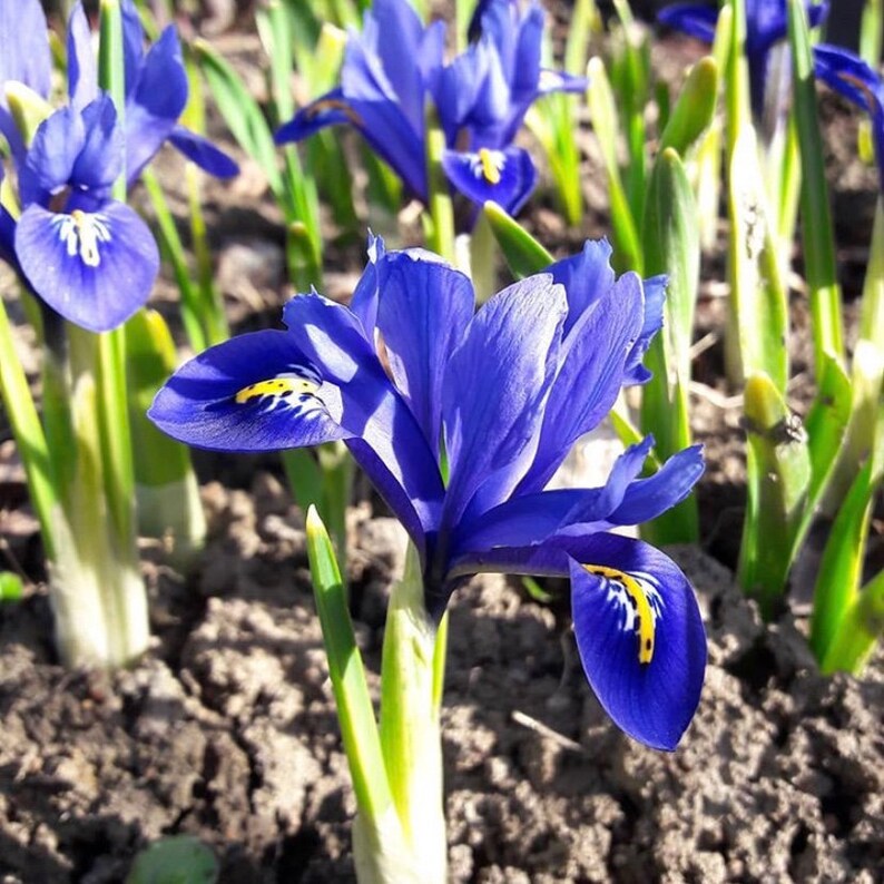 Dwarf Iris Bulbs 25 Reticulata Spring Flowering Garden Etsy UK