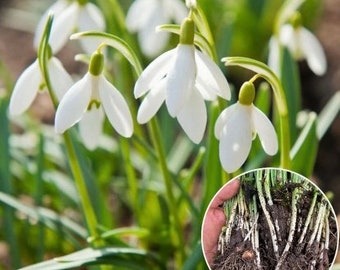 Small Posy of Artificial Snowdrops Small Posy of Artificial Snowdrops