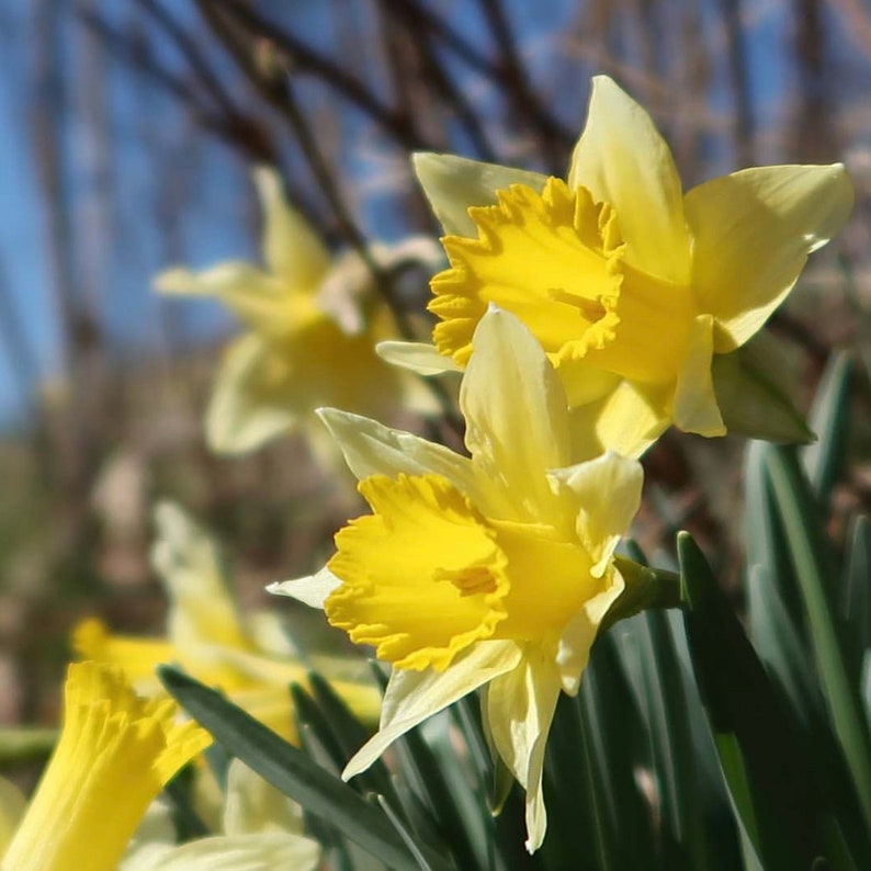 Wild Daffodils 25 Lobularis Narcissus Daffodil - Etsy UK