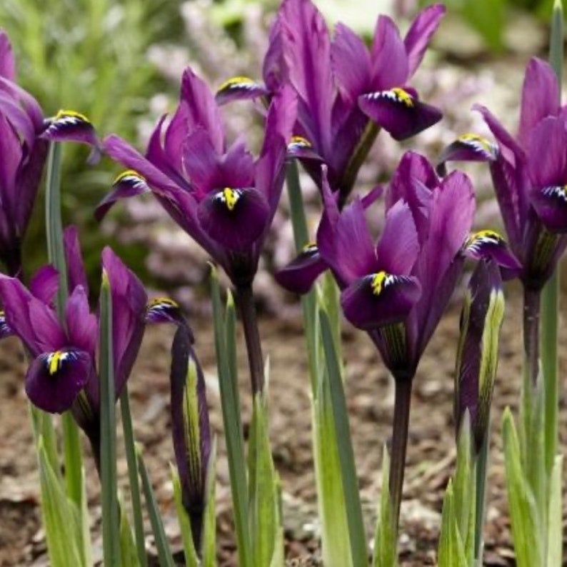 100 Dwarf Iris Bulbs Reticulata Pauline Spring Flowering Etsy UK