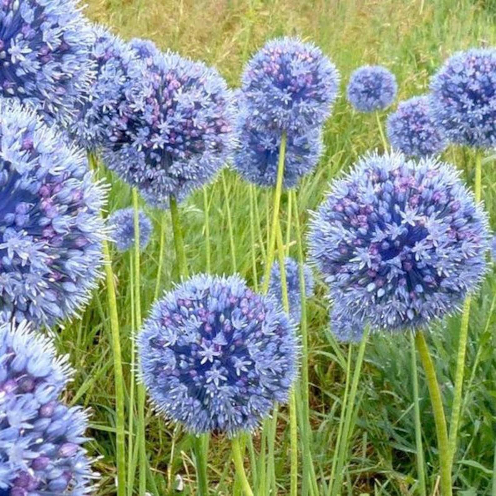 What's in Bloom - July 21, 2016 Coastal Maine Botanical Gardens