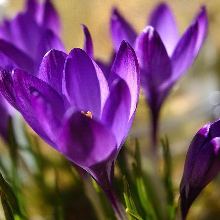 25 Crocus Bulbs Remembrance Purple Large Flowering Fast and - Etsy UK