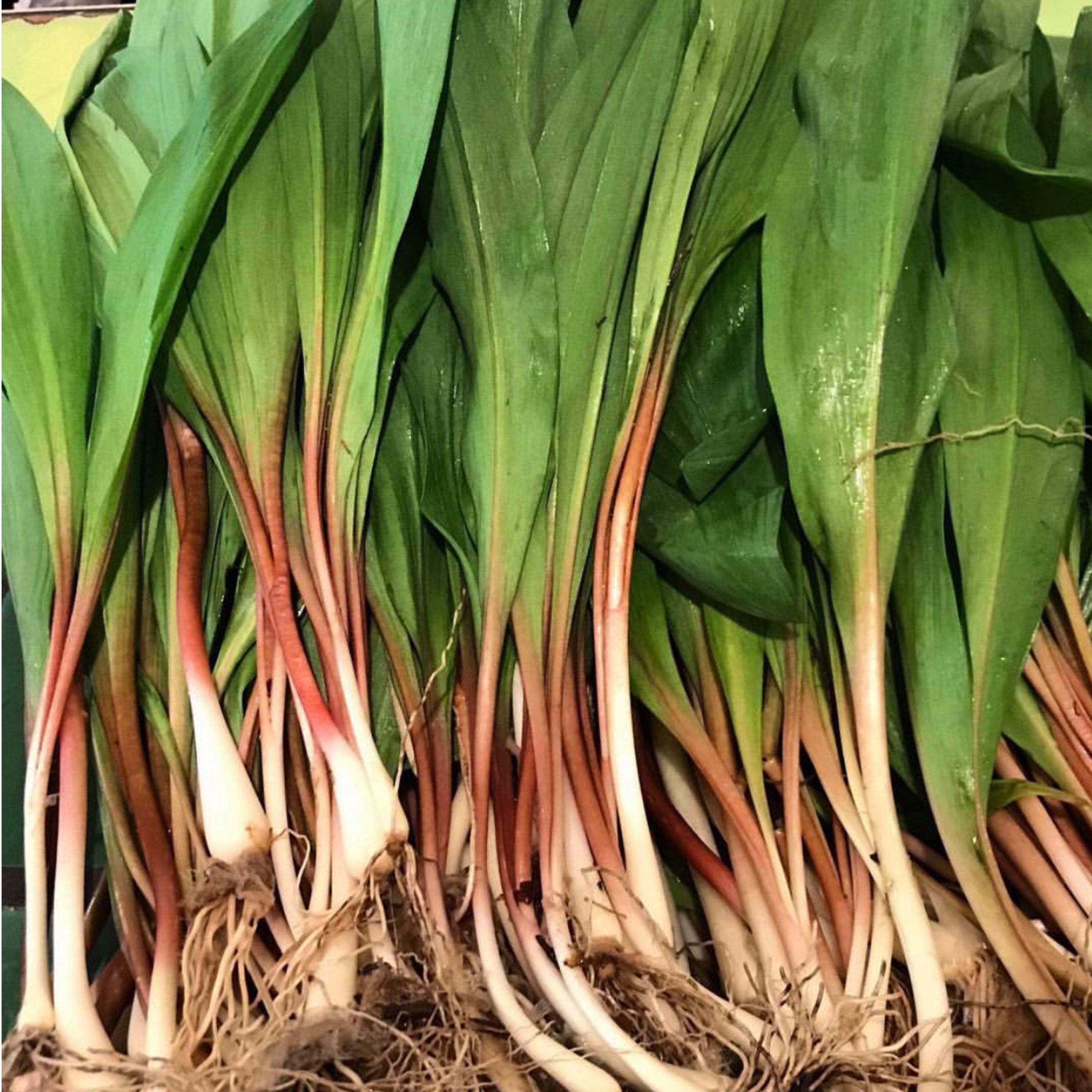 50 Wild Garlic Bulbs Edible Leaves Cooking Herbs Allium Etsy