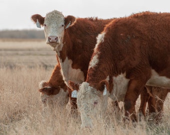 Hereford Cattle Print-Digital