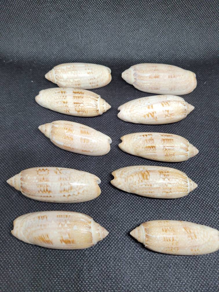 Lettered Olive Shells,  Shells for crafts,  natural shells,  bulk shells,  sea olive shells,  SC shells