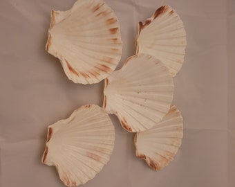 75 Scallop Shells Provincetown Cape Cod Bay Scallops 1.5-3" for Shell Projects 