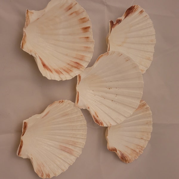 5 Scallop Shells,  Craft shells, Decoupage shells, painting,  shells, craft shell supplies,  shells for crafts,  bulk shells,  shell crafts