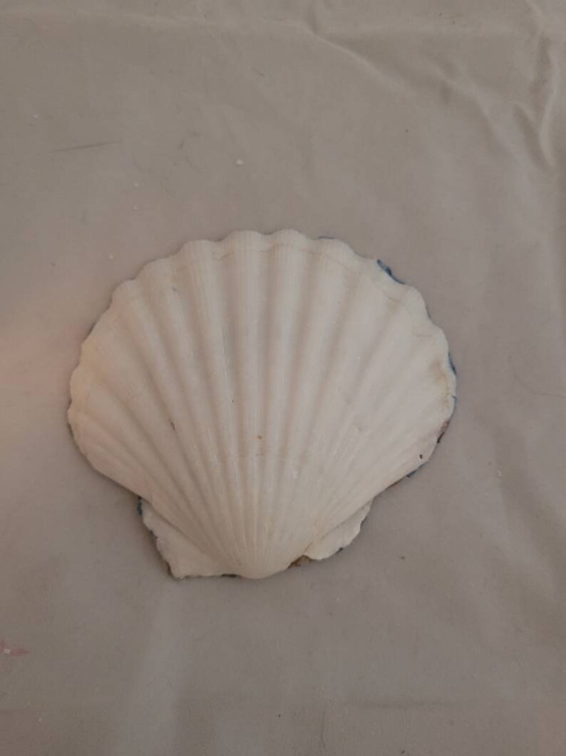 Trinket Dish Shell Art Succulent Shell Decoration Ring Holder Party Favors Shell Art Decoupaged scallop shell Candle Holder
