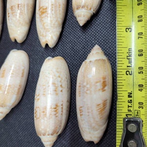 Lettered Olive Shells: Natural Beach Craft Supply, SC Sourced - Etsy