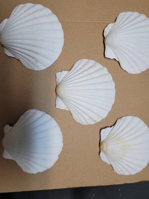 5 Scallop Shells, Craft Shells, Decoupage Shells, Painting, Shells