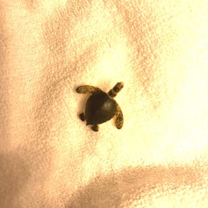 Tiny Plastic Sea Turtle Figurine: Miniature Ocean Animal for Resin Crafts, Sea Turtle Resin Inclusion, Realistic Tiny Sea Turtle