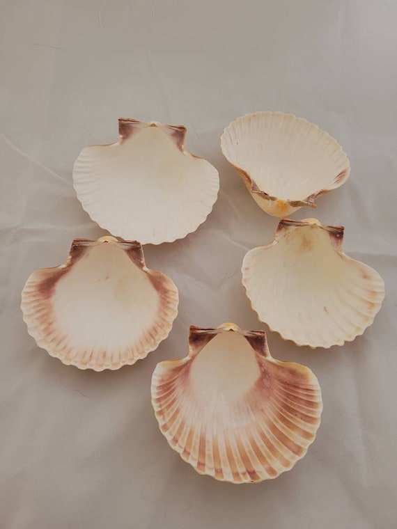 20 Scallop Shells, Craft Shells, Decoupage Shells, Painting