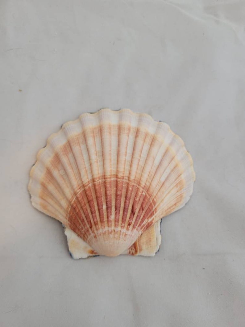 Poppies Shell Decoration Shell Art Decoupaged scallop shell Trinket Dish Ring Holder Party Favors Shell Art Candle Holder