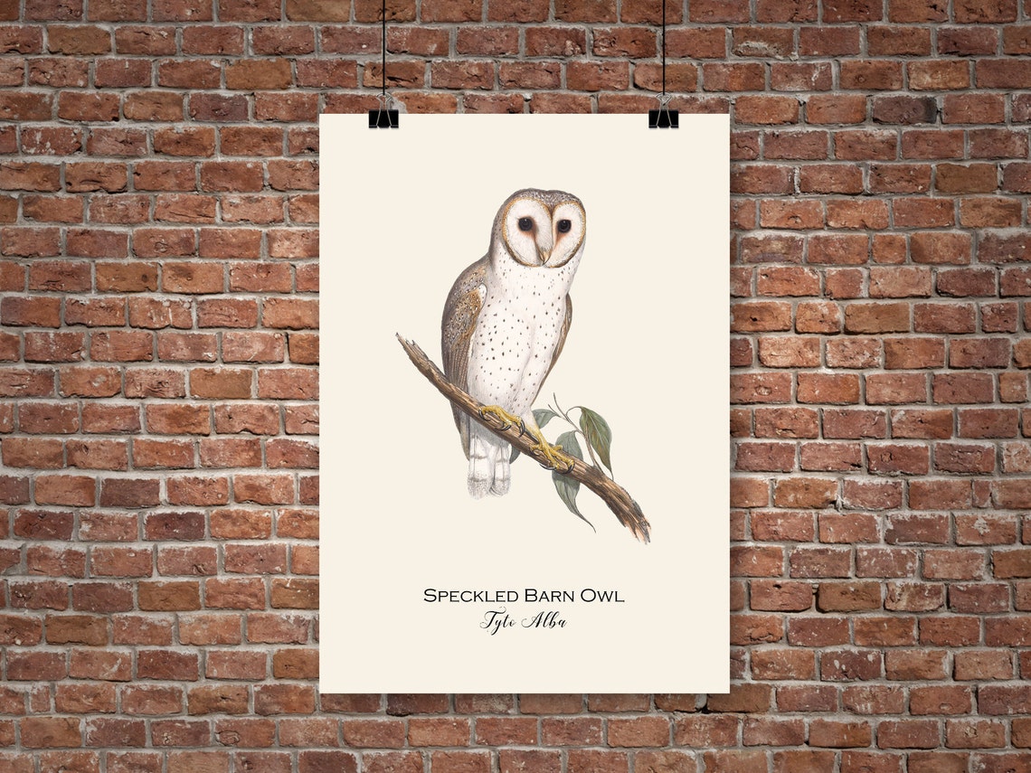 Bird raptures essay 07 image