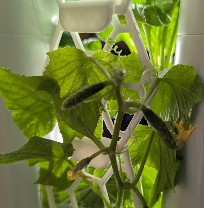 May include: A close-up of a green cucumber plant growing in a white trellis system. The plant has several leaves and small cucumbers growing on it.
