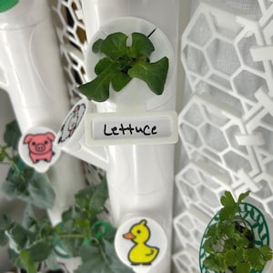 May include: A hydroponic system with a leafy green lettuce plant labeled "Lettuce." The system features white pipes and decorative animal-themed stickers, including a pink pig and a yellow duck. The image showcases a small-scale indoor garden.