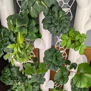 May include: A vertical garden system with white plastic pipes and a white mesh grid. The system is planted with various green leafy plants, including strawberries, lettuce, and herbs.