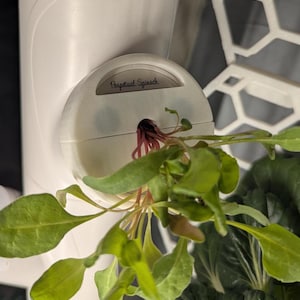 May include: A white plastic pod with a label that reads "Perpetual Spinach" and a small green spinach plant growing out of it.